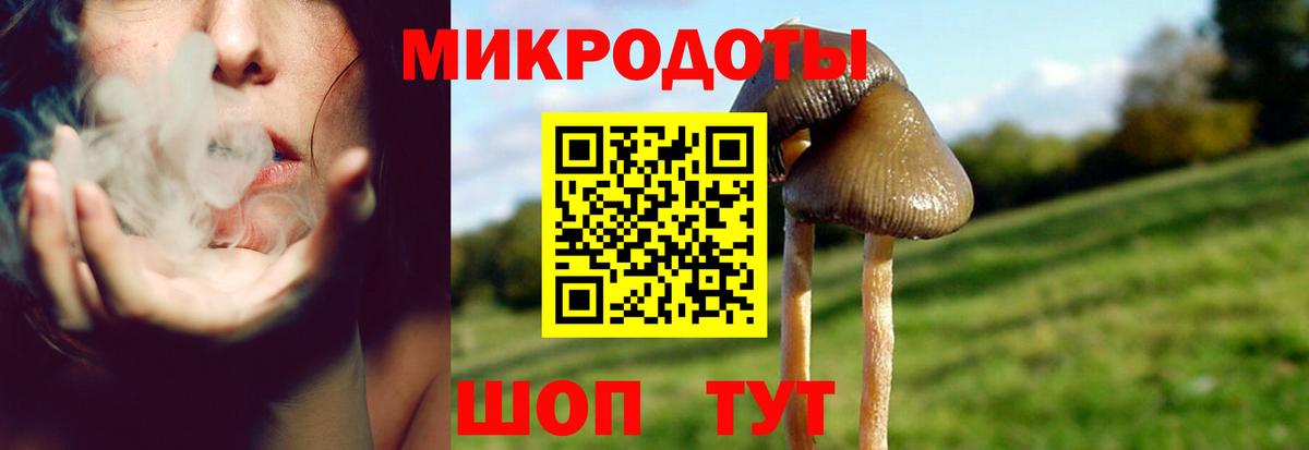 Псилоцибиновые грибы Psilocybe Ялуторовск